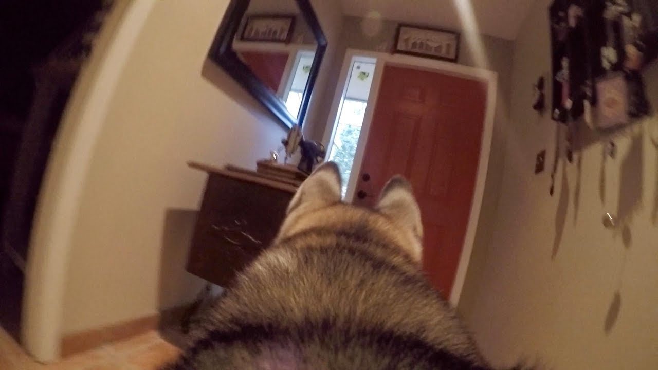 Что делает мой хаски, когда я один дома? *Шпионское видео GoPro*