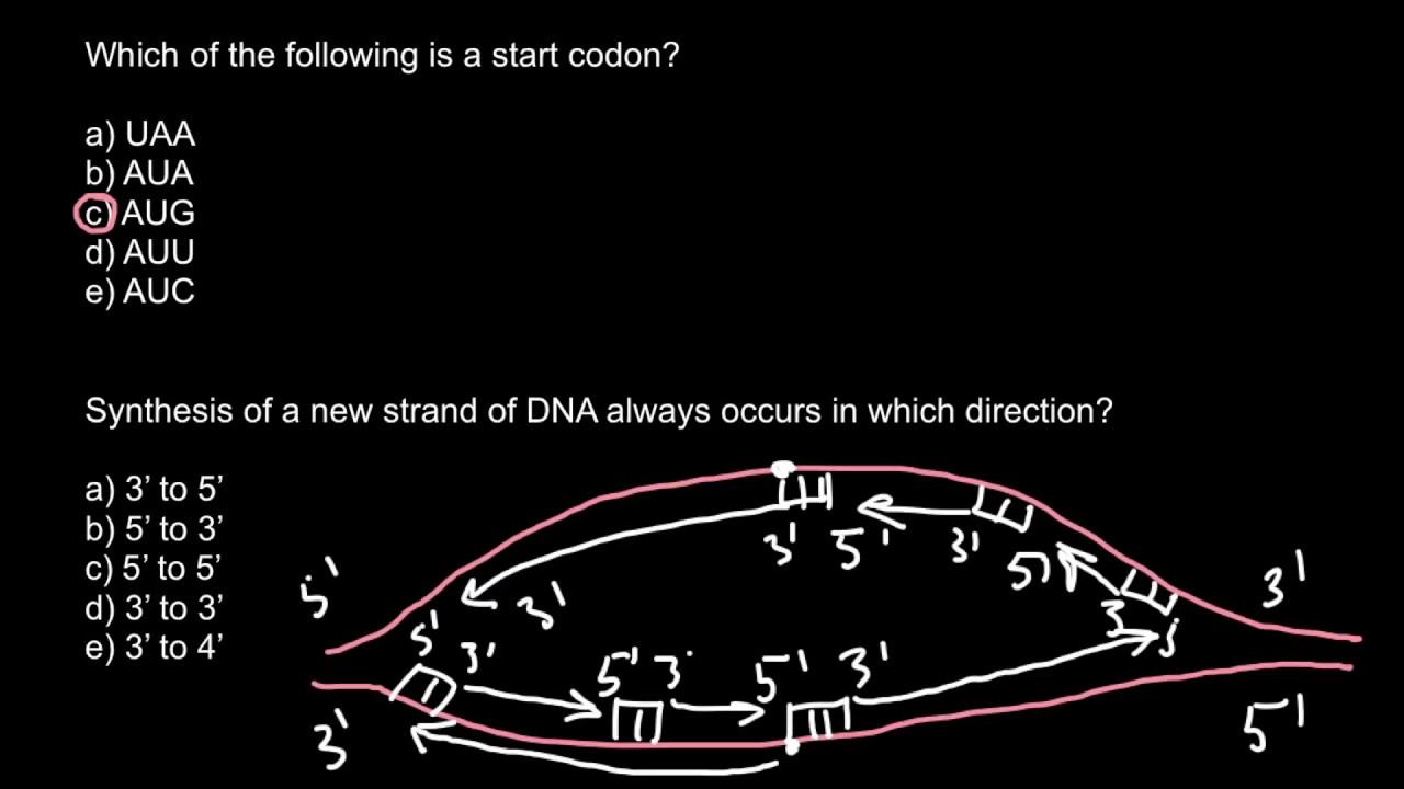 Start codon and DNA synthesis