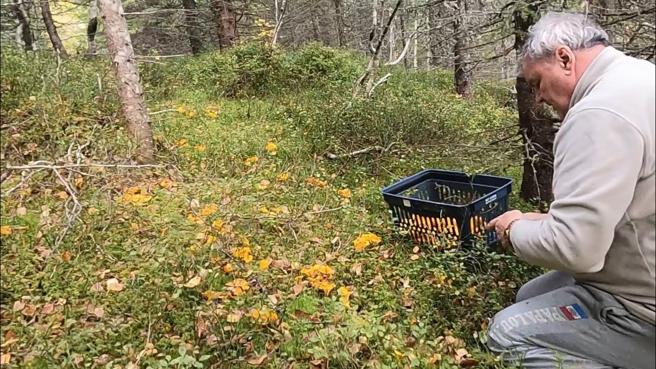 ผัวเมียช่วยกันเก็บเห็ดป่านี้เห็ดมันปูเยอะมากดอกใหญ่ๆเก็บมันส์ไปเลยจ้า12.10.24