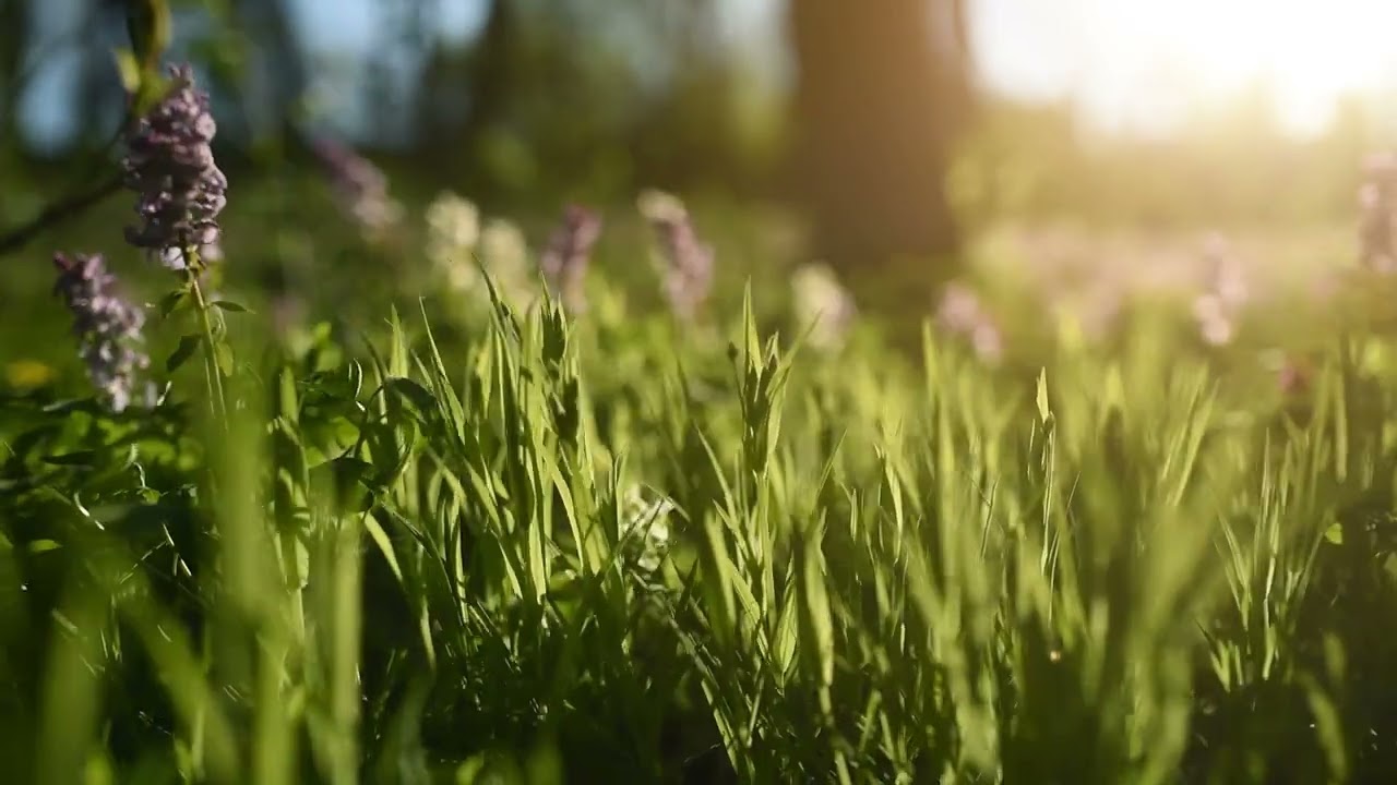 Summer Bloom in Golden Sunset Light | Close-Up Nature Relaxation 🌿🌸🌅