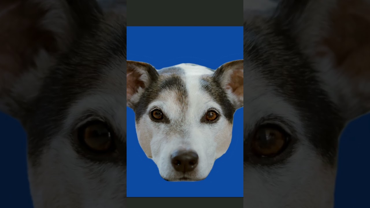 Custom Dog sticker design part 11 #stickers #cat