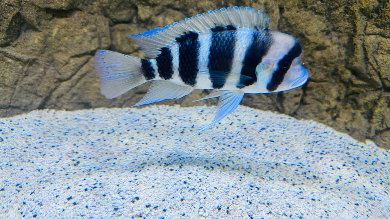 My Peacock & Hap Cichlid Stock List | 90 Gallon Malawi Tank”