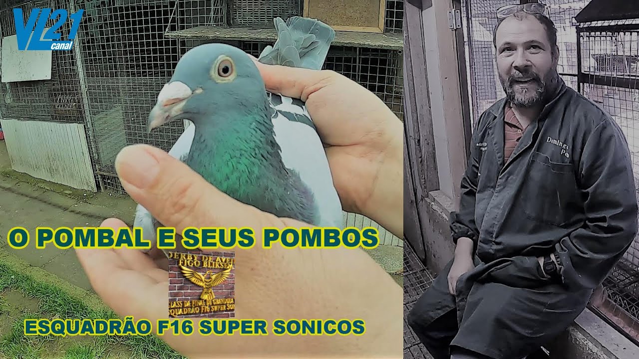 Columbofilia  / Pombal  F16 Super Sónicos (Amares) / Reprodutores / Março 2023 / VL21