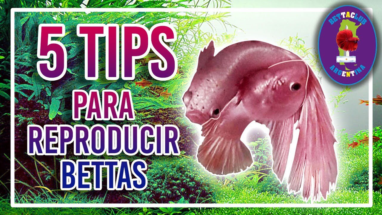 los 5 mejores tips de reproducción exitosa del pez betta by martin Tomassoni
