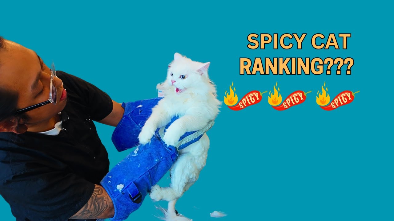 Spicy Mascara went up My  Spicy Cat Ranking! (watch what happens in the end)