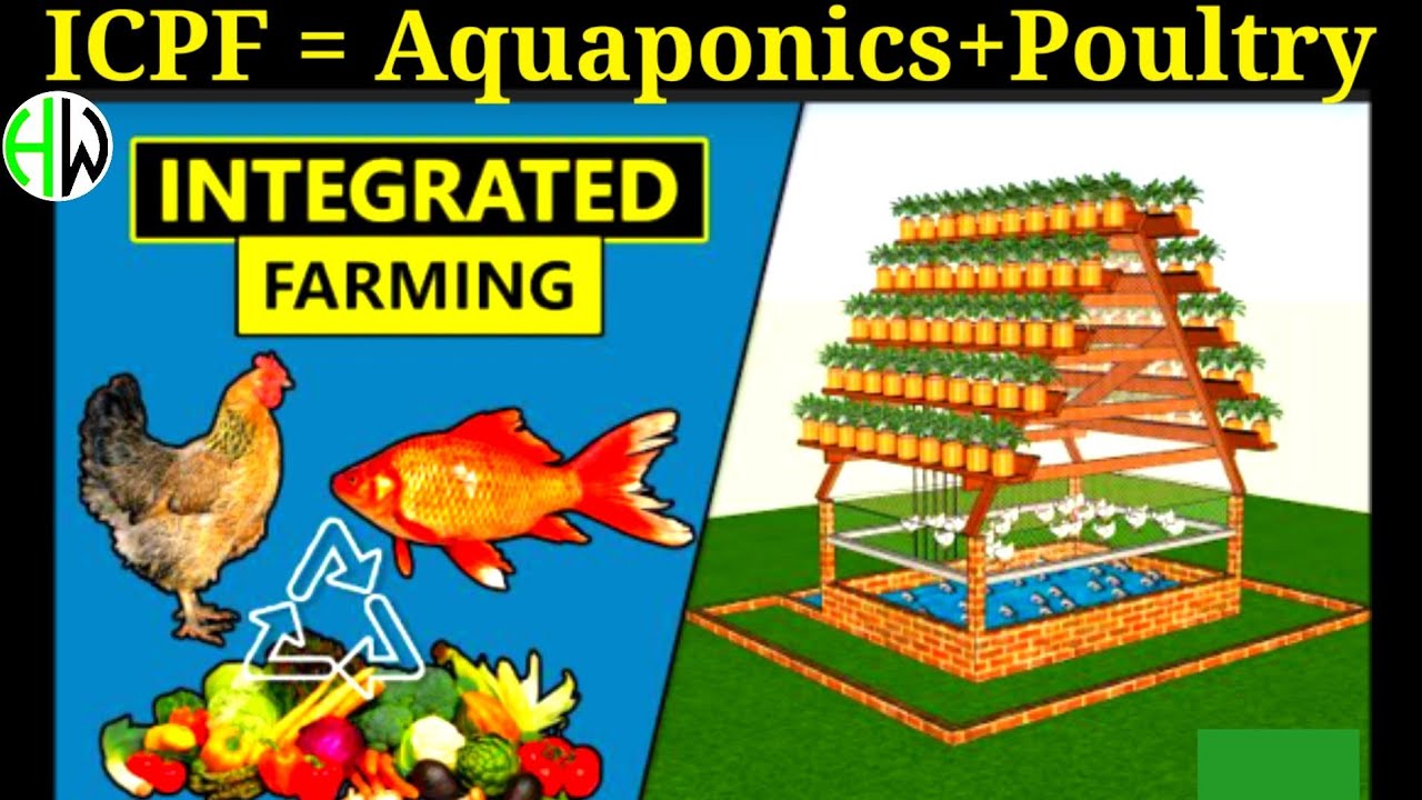 ICPF(Integrated Chicken,Plant&Fish Farming)= AQUAPONICS+POULTRY