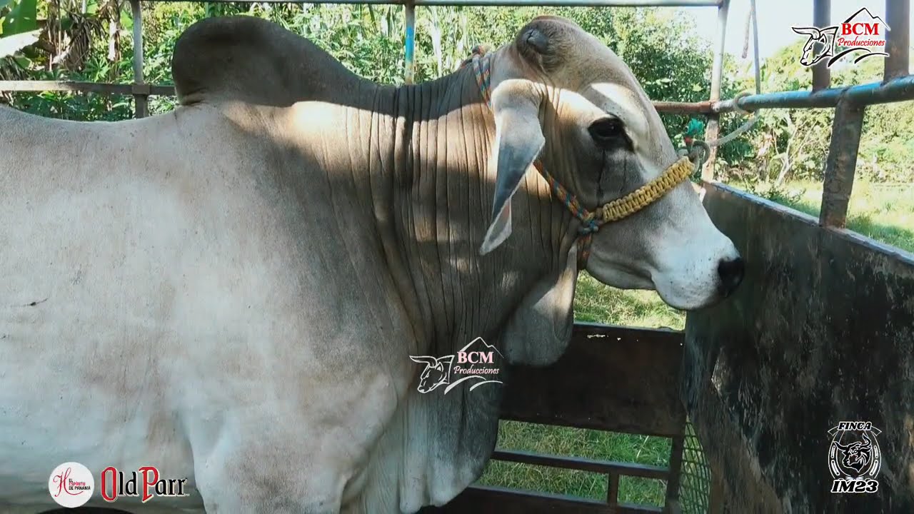 Toros en Fiesta de La Familia Montenegro en Los Panamaes de Río de Jesús 27 de diciembre de 2025