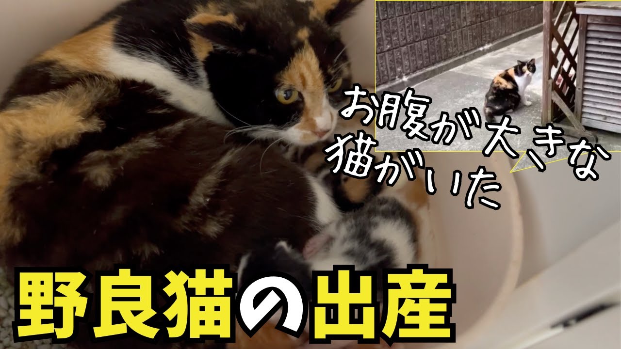 【猫の出産】妊婦の猫ちゃんがやってきた。成長の記録