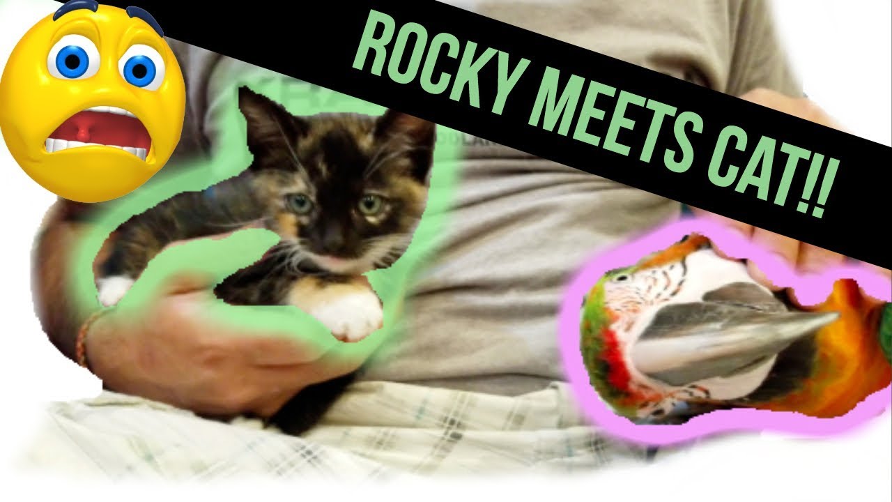 MY TALKING PARROTS' & DOG'S REACTION TO NEW KITTEN | *VINNY SUBTITLES!!*