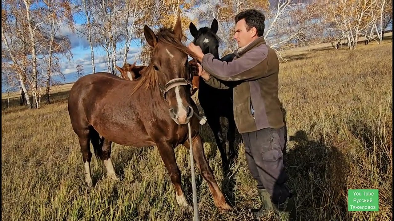Поймал дикую лошадь в поле. Вот как это было!