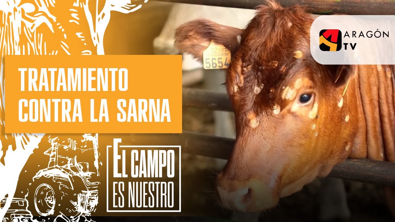 Bea aplica un tratamiento contra la sarna a una de sus vacas