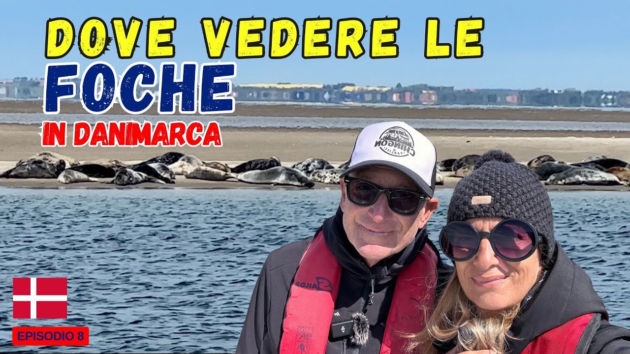 ➡️ COME vedere le FOCHE in Danimarca‼️imperdibile ESCURSIONE breve ed ECONOMICA 🦭🇩🇰 scopri come 👇
