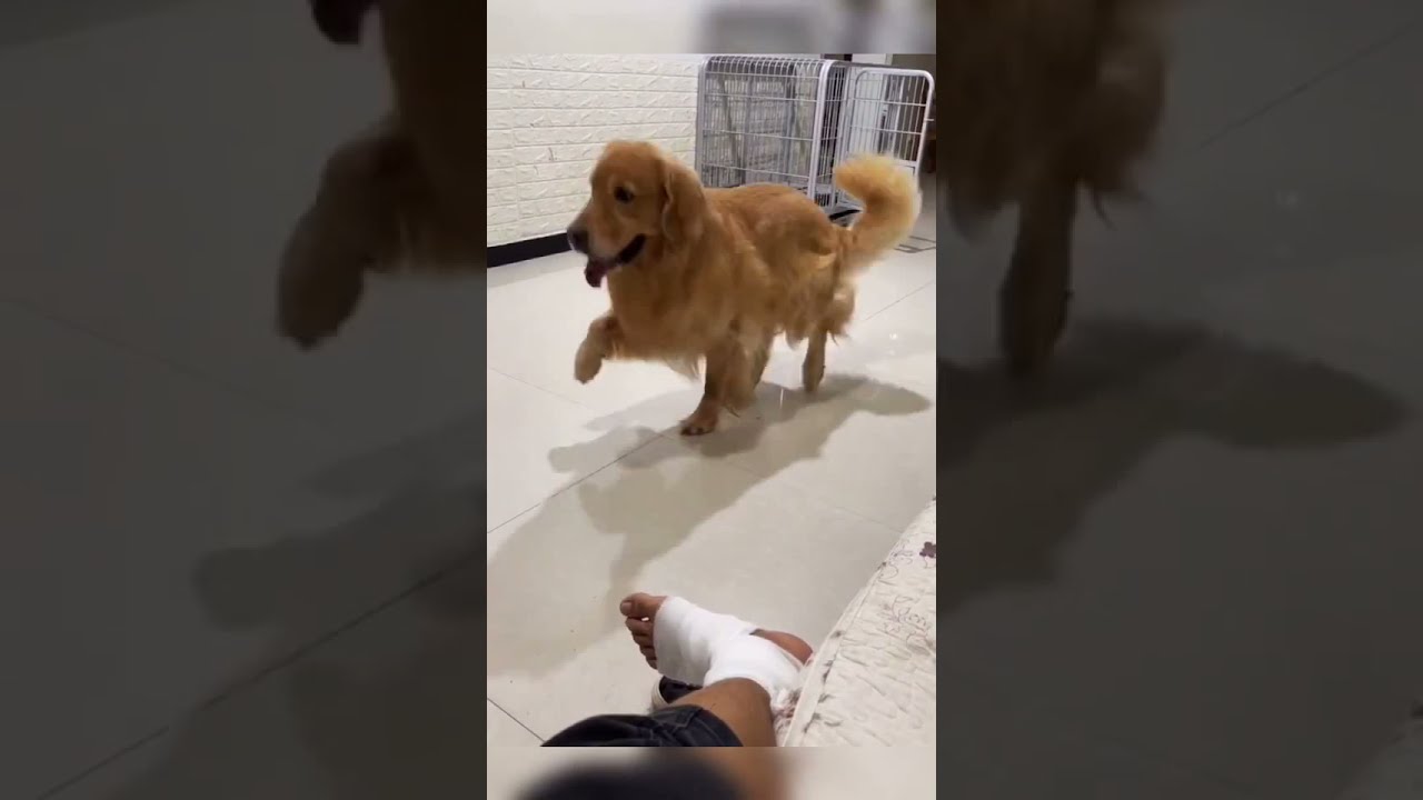 cunning dog | TIK TOK 2021 | #79