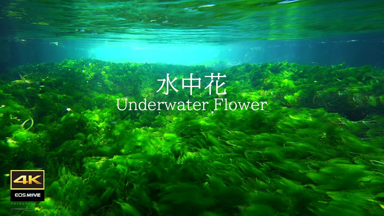 4K + 自然環境音　7月、冷たい湧き水の中で咲く花 　梅花藻    醒ヶ井宿