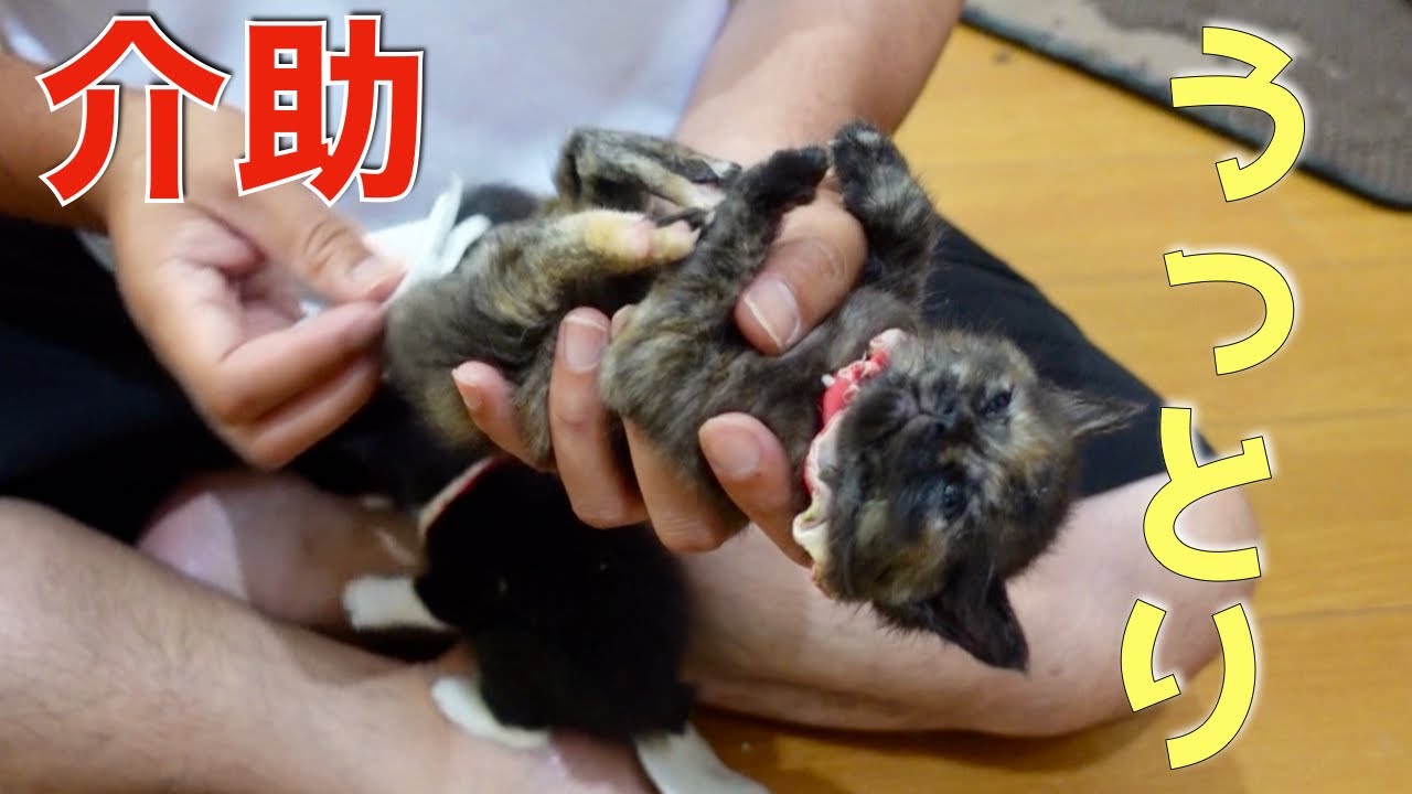 【介助】排泄中はウットリした顔になる子猫に癒されました。