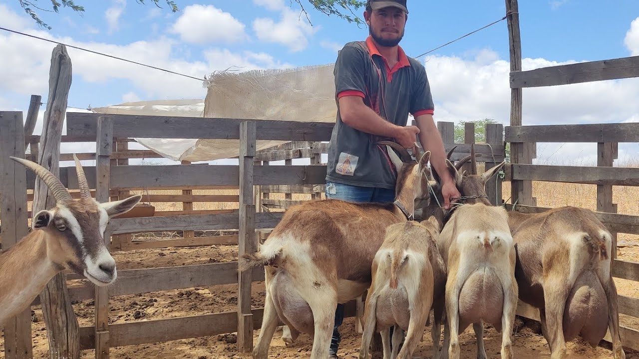VEJAM A PRODUÇÃO DE LEITE DESSA CABRAS LEITEIRA,CABRAS TOPS SÍTIO ESTADO VELHO SOLEDADE PARAIBA