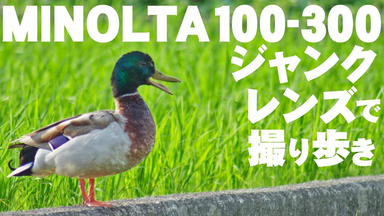 ミノルタ550円ジャンクレンズ入門「清涼寺と田んぼのカモ」MINOLTA AF ZOOM 35-70mm F4とMINOLTA AF ZOOM 100-300mm F4.5-5.6（SONYα７Ⅳ）
