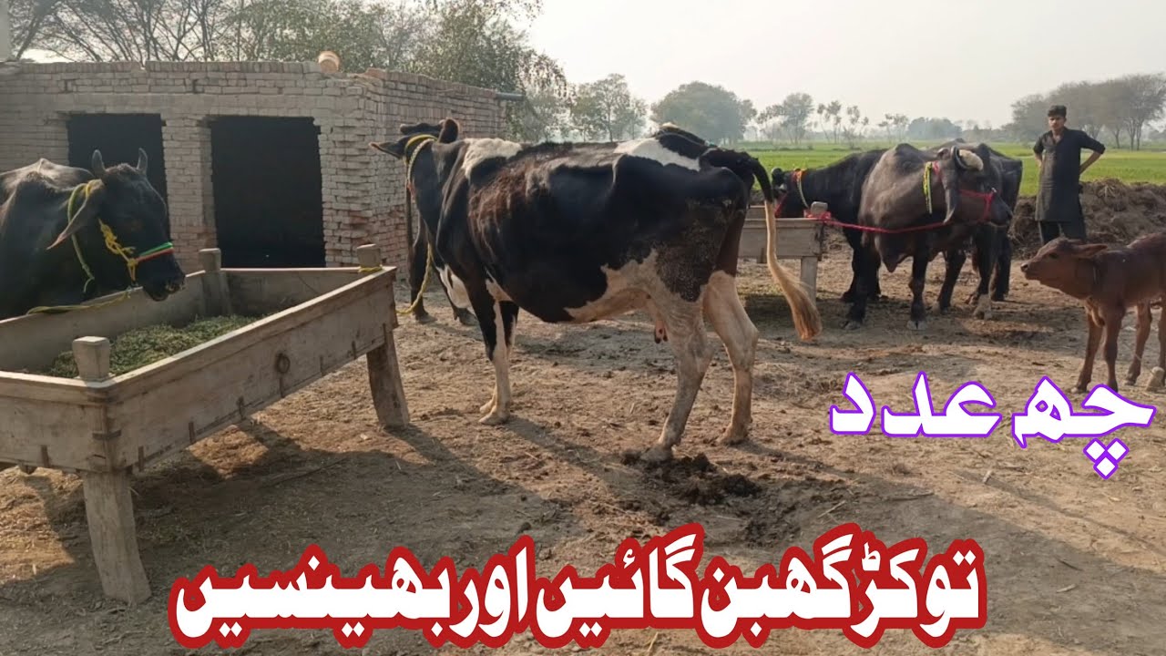 Beautiful Neeli ki Tokar Pregnant Buffalo 03456414876 January 19, 2026