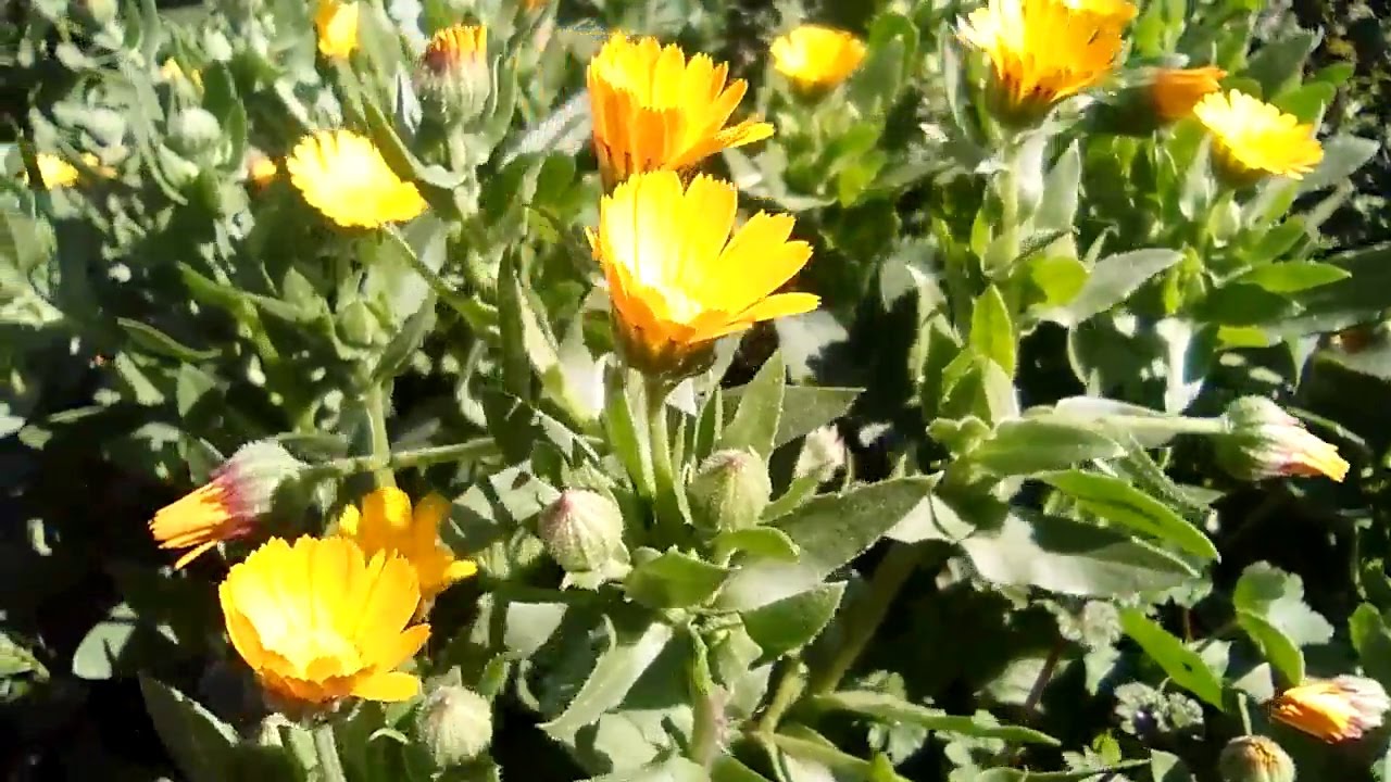 OLEOLITO CALENDULA DA FIORI FRESCHI E SECCHI