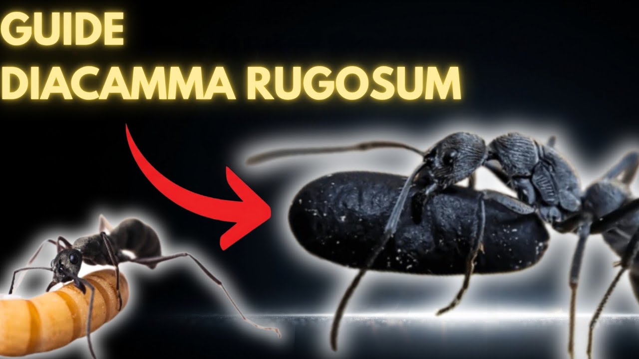 How to Care for DIACAMMA RUGOSUM in Captivity ? (Full Guide)