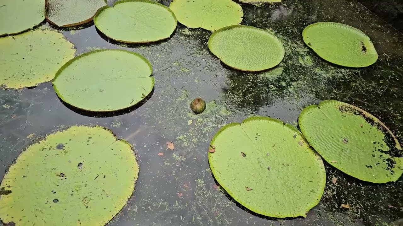 Grand Baie, ogród botaniczny, dom kolonialny Laburdonnais, muzem cukru, Mauritius vlog 4