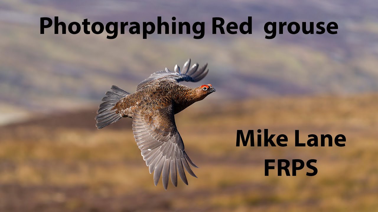 Snapping a Red grouse in flight.