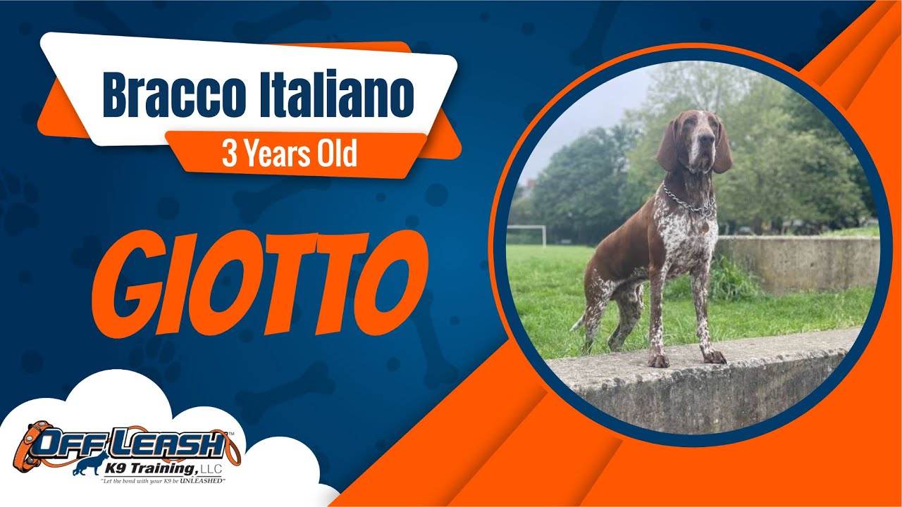 Best Bracco Italiano Dog Training | Giotto | Dog Training in London