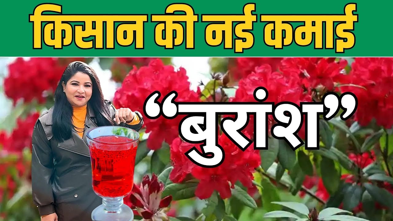 किसान की नई कमाई Burash !I Anju Singh I