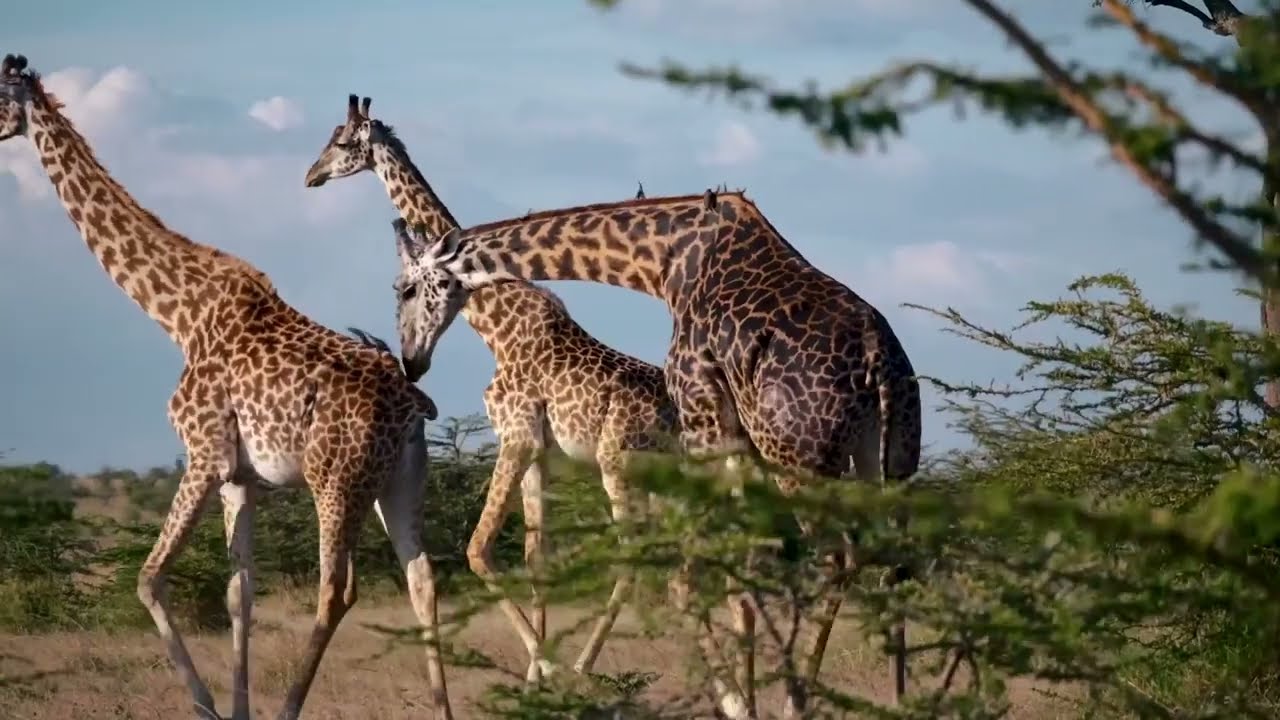 Discover Ushindi Gardens, your gateway to a life of distinction in Nakuru