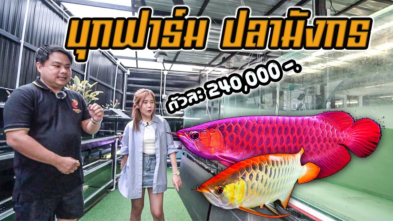 บุกฟาร์ม ปลามังกร นำเข้า  Jinlong Arowana Raid on imported dragon fish farm.
