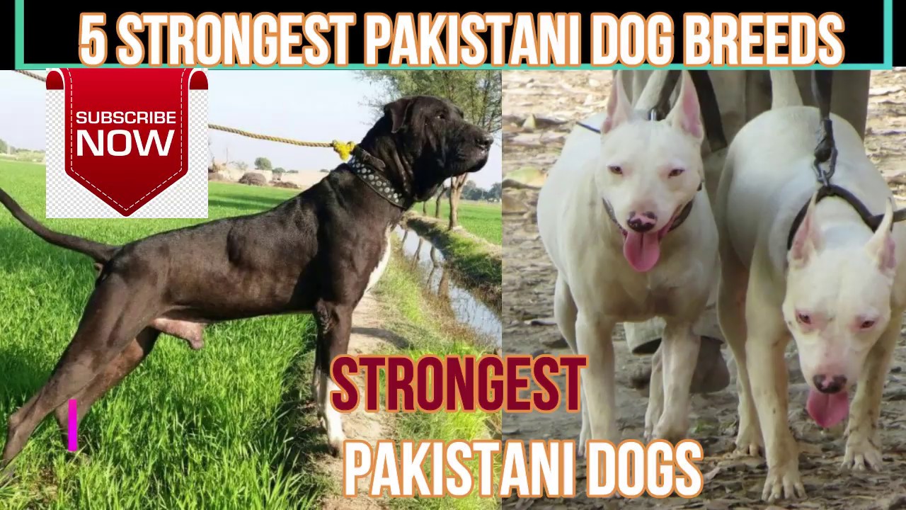 5 Strongest Pakistani Dog Breeds | Pakistani do breeds | pets & animals p0int:
