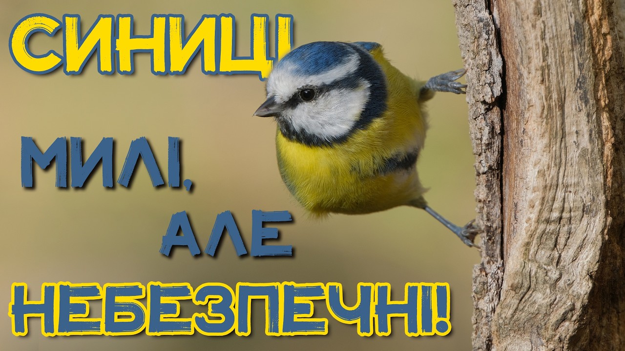 Неймовірні ЗДІБНОСТІ СИНИЧОК: темний бік маленьких пташок