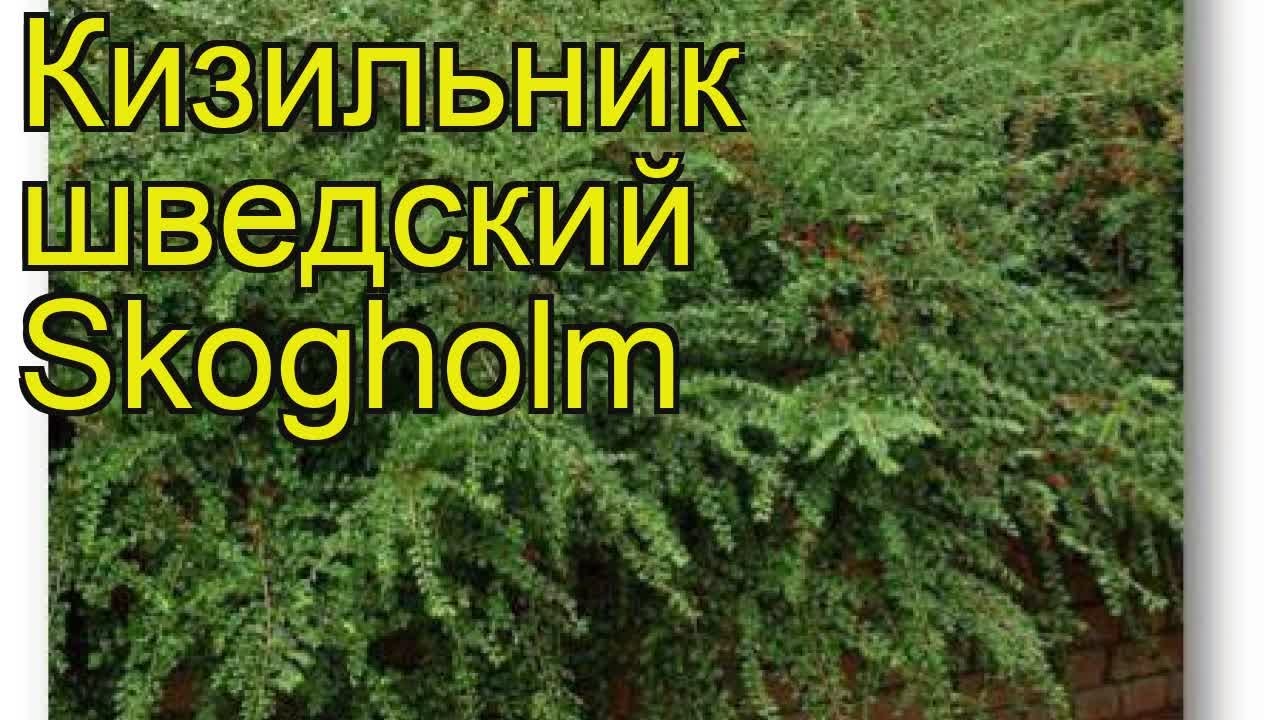 Кизильник шведский Скогхолм. Краткий обзор, описание характеристик cotoneaster x suecicus Skogholm