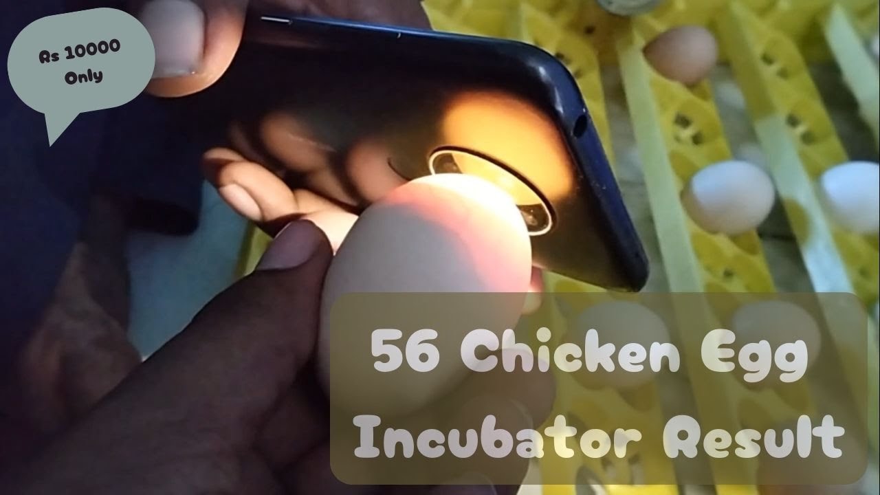 Chicken Egg Incubator Hatching Result