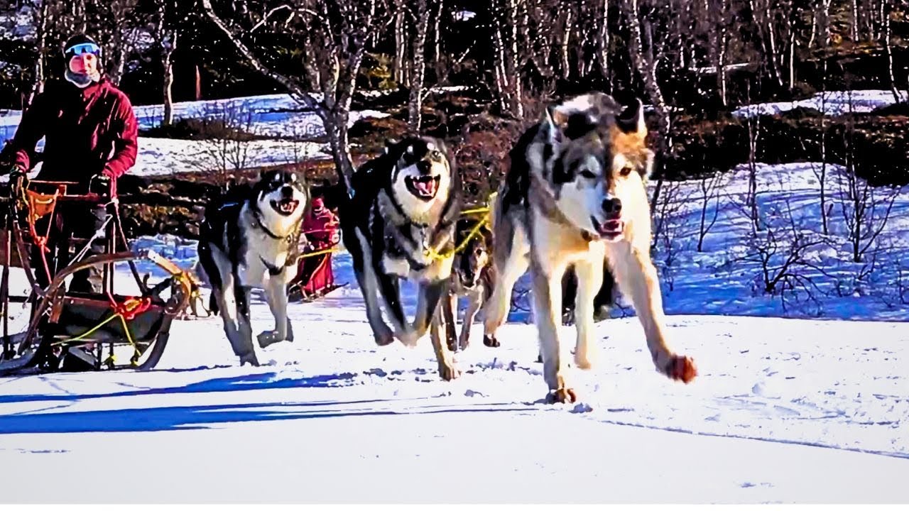 Sled Dog Driving in Beautiful Surroundings