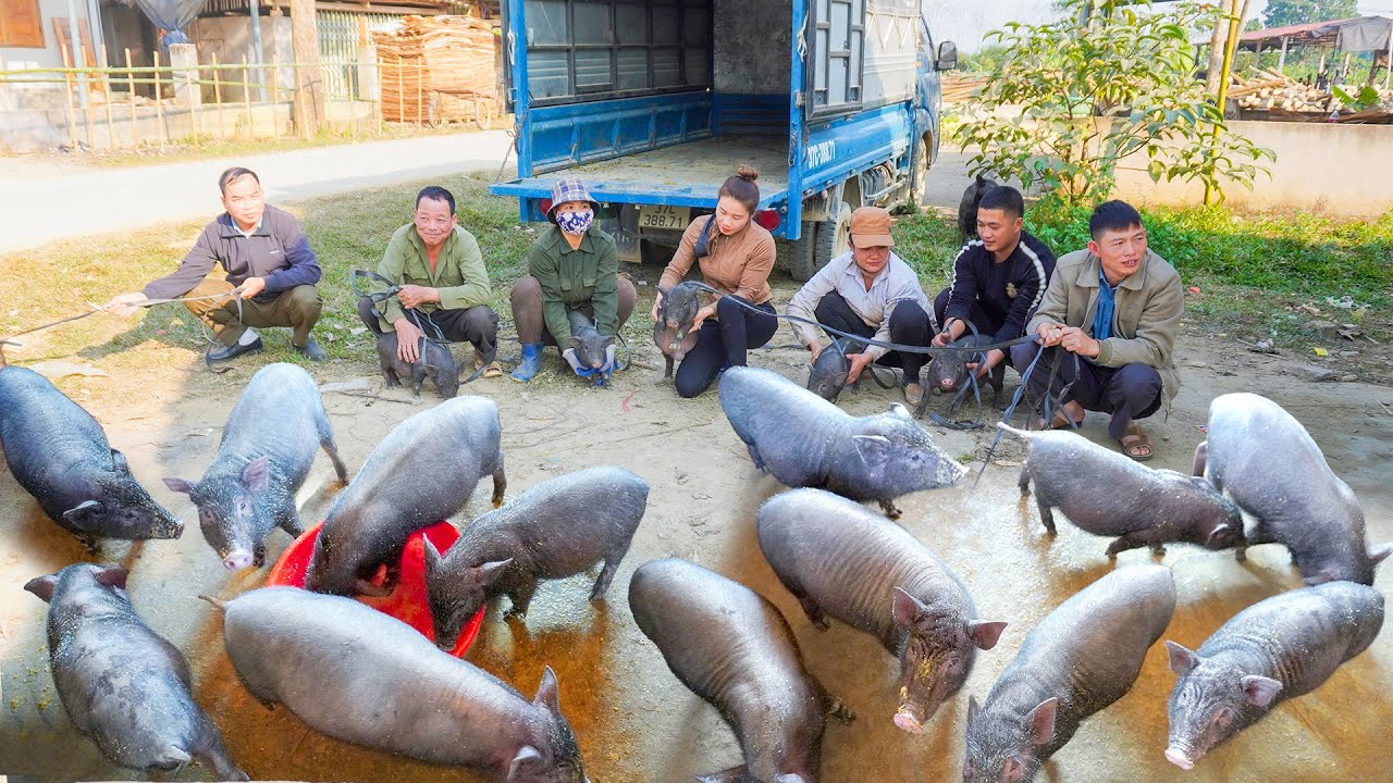 Sell ​​Pigs On The Farm, Use Trucks To Transport Goods To Help People. My Farm / Đào