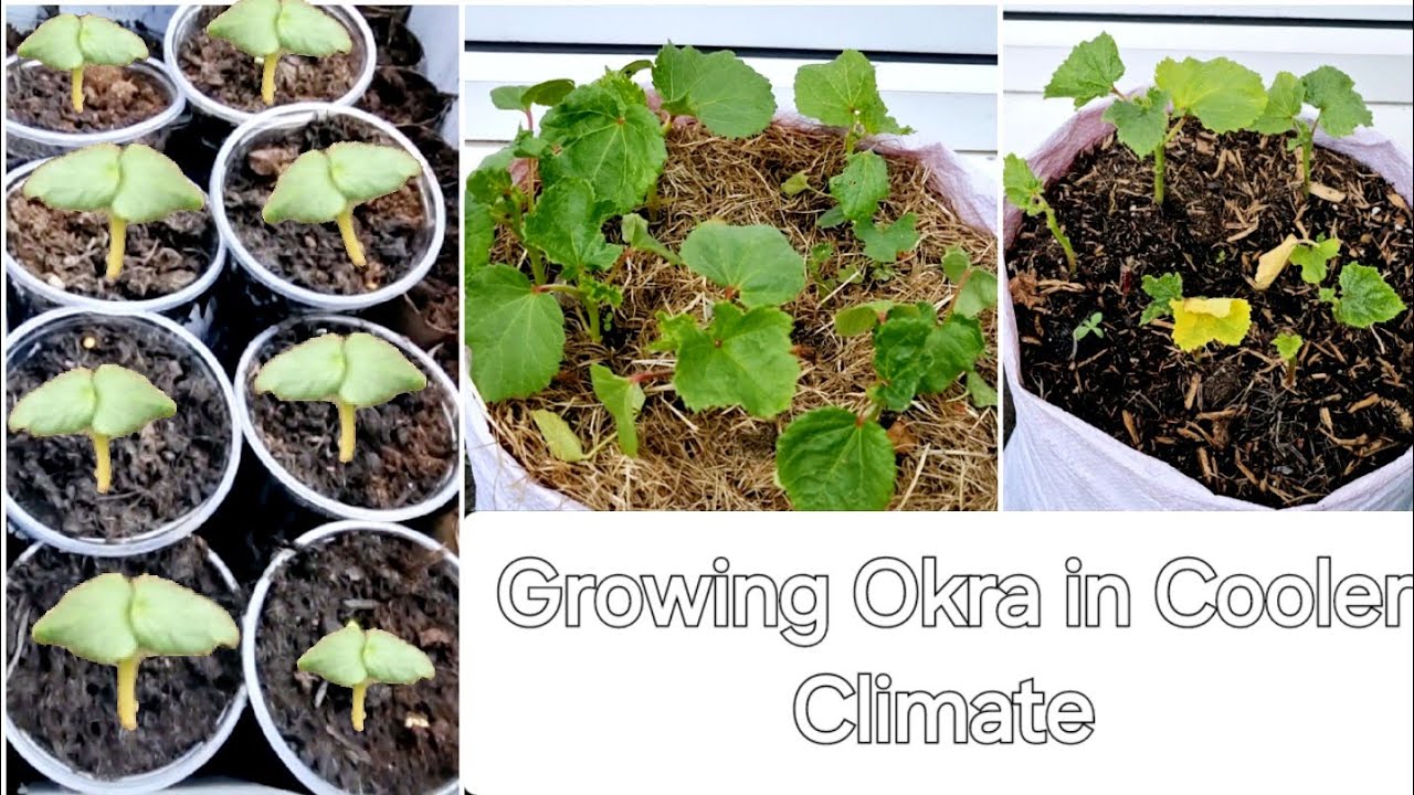 Gardening tips for growing okra in the UK, my okra didn't grow up because of cold/Climate