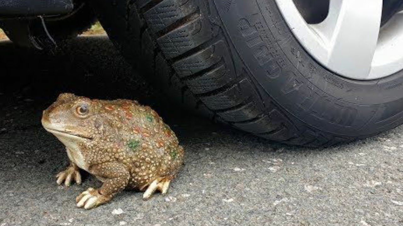 Experiment: CAR VS FROG Car vs Eggs...