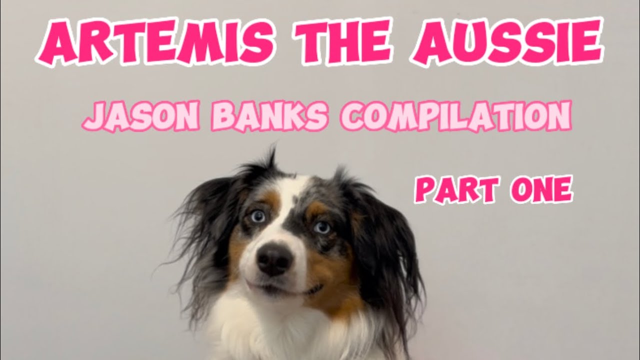 Artemis The Aussie - Jason Banks compilation! 🤣🐶💜