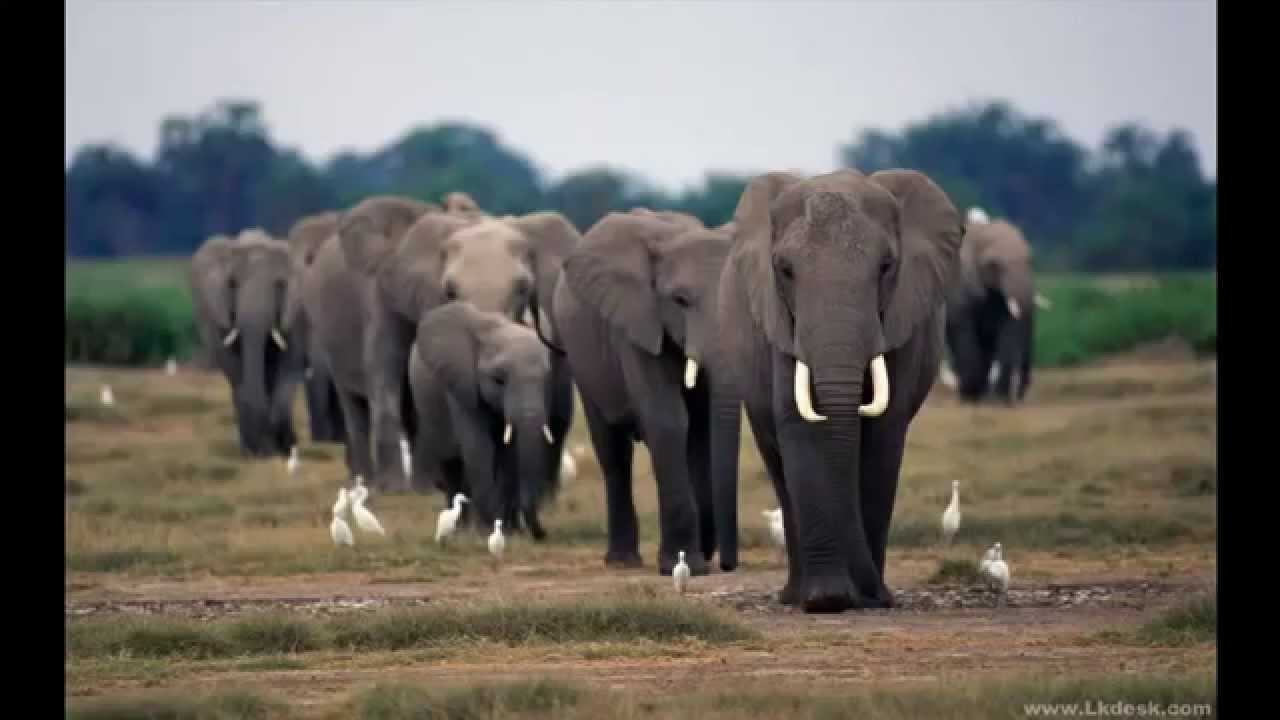 Elephant Sounds