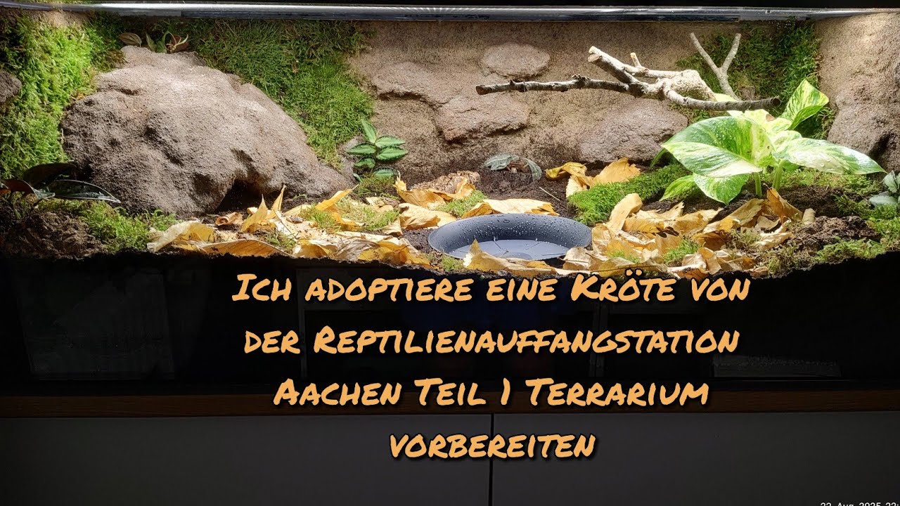 Ich adoptiere eine Kröte von der Reptilienauffangstation Aachen Teil 1 Terrarium vorbereiten