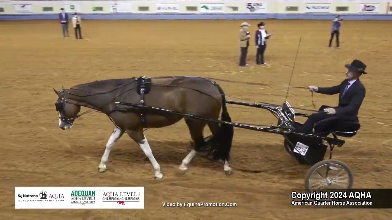 2024 AQHA Junior Pleasure Driving World Champion