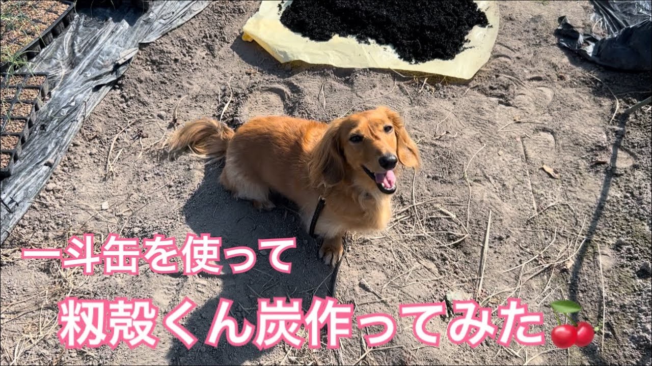 一斗缶を使って、籾殻くん炭作ってみた🍒