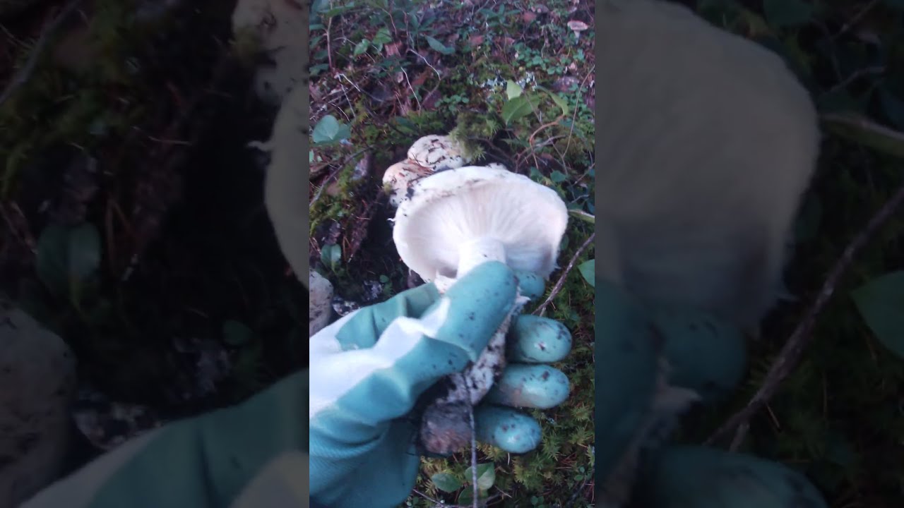 🤍Matsutake🍁Gąski Sosnowe🍂Pine Mushroom 