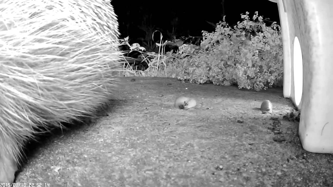 DualCam 506 - Slug Ride