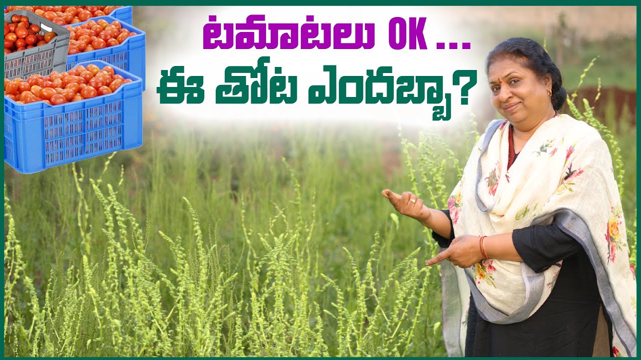 టమాటలు Ok... ఈ తోట ఎందబ్బా?? | Tomato Harvesting #harvesting #farming #tomato #nature