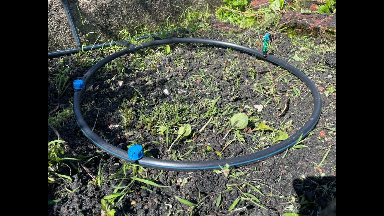 Durian Musang King Drip Irrigation Installation System