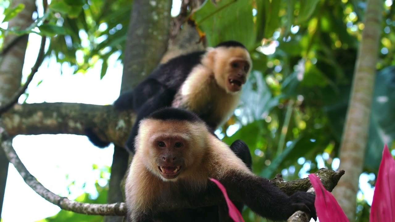 Cinematic Monkey free stock footage backgrounds and videos | Premium Video Footage | 4K