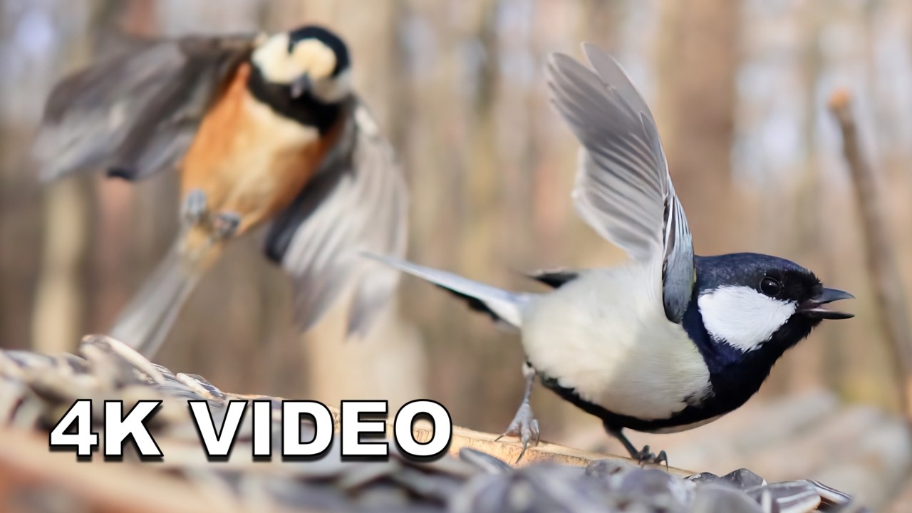 [4K] 10 Mins of Non-Stop Bird Action | Great Tit & Varied Tit Close-Up