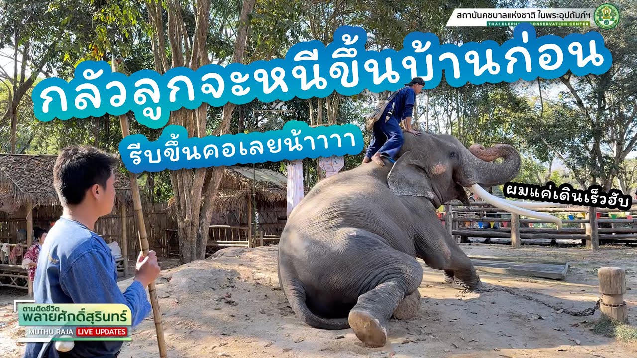ตามติดชีวิต #พลายศักดิ์สุรินทร์ 1 ก.พ. 2568 แอดจุ้ย ปป กระตุ่ย เม้ามอยบ่ายวันเสาร์